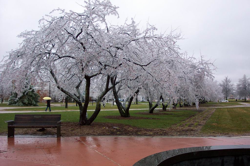 Frozen cherry trees 2.jpg