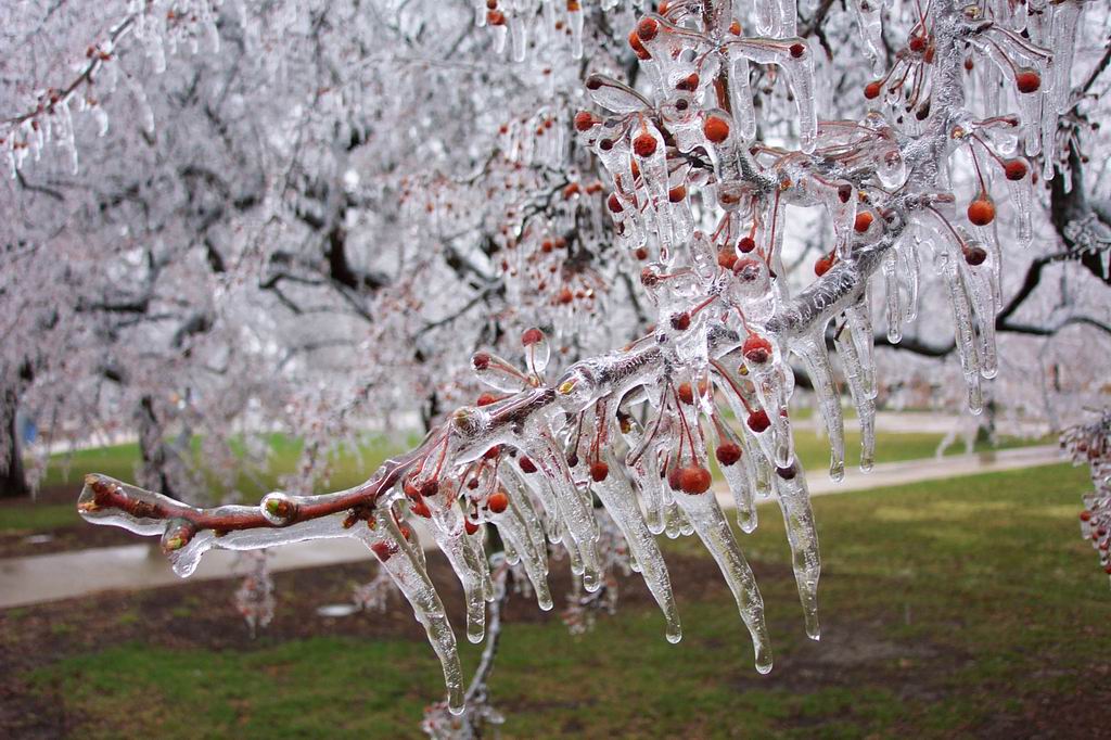 Frozen cherry trees 5.jpg